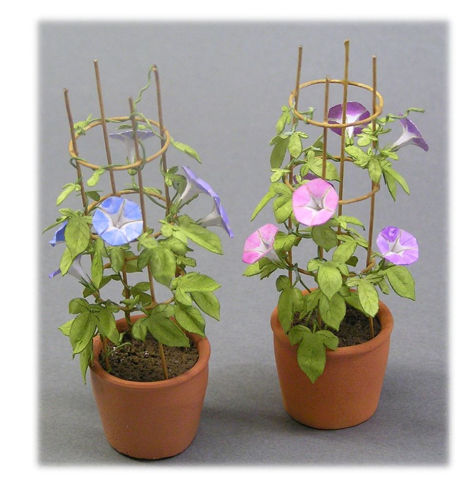 morning glory indoor hanging plant Morning glory : Wako Material 1:12 G-17 – Sakatsu Global