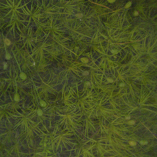 Moss Preserve Tamagoke Green S : Soraaru Sin escala kp025