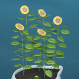 向日葵 : Wako Material 1:12 G-1