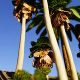 《西海岸海边别墅》配微型车：Green Art 1:43 3001