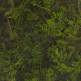 Moss Preserve Shinobugake S : Soraaru Non-scale kp017