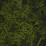 Moss Puri Tsuyagoke S : Soraaru Non-scale kp019