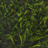 Moss prep: Nezumi-no-mogoke S : Solaru Non-scale kp022