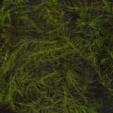 Moss Prickly Ash S : Soraaru Non-scale kp024