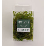 Moss Prickly Ash S : Soraaru Non-scale kp024