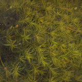 Moss Preserve - Tamagoke - Moss Green S : Solaru - Non-scale kp026