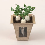 Miniatures in Clay: Harvestable Small Vegetable Garden 1 - Daikon: 1:6 scale kit by Vogue Japan