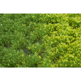 Field（带粉末）弹簧高度 4.5mm：Martin Uhlberg Non-Scale WB-PW401