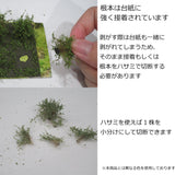 Bush A, stock type, height 20mm, red, 10 plants : Martin Uhlberg Non-scale WB-SAR