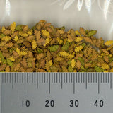 Powdered material: Oak leaves (autumn colour) : MBR material, non-scale 50-6007
