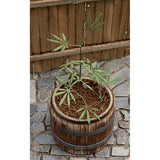 大麻套装：比例现实：Fredericks 材料，非比例 vg3016