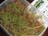 Small pack of dried Dutch flowers (Super Trees) : Sakatsuo Kit Non Scale 1214