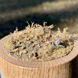 Pull Tab and Violet: Art Stage K - Diorama Art Work Non-Scale