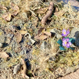 Pull Tab and Violet: Art Stage K - Diorama Art Work Non-Scale