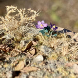 Pull Tab and Violet: Art Stage K - Diorama Art Work Non-Scale