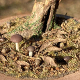 Early Winter Forest, Acorns and Mushrooms: Art Stage K - Diorama Art Work Non-Scale