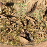 Early Winter Forest, Acorns and Mushrooms: Art Stage K - Diorama Art Work Non-Scale