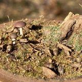 Early Winter Forest, Acorns and Mushrooms: Art Stage K - Diorama Art Work Non-Scale