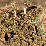 Early Winter Forest, Acorns and Mushrooms: Art Stage K - Diorama Art Work Non-Scale