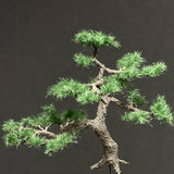 Completed tree model "Pine of garden approx. 5cm" : Art Stage K - Modeling work - Non-Scale