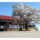 375-14 Spring Kamikanbai Station II: Modeling 375 diorama art work 1:80
