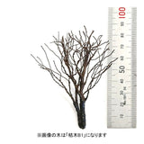 Dead tree B3 black with twigs, approx. 9 cm, 1 piece : Kigusa BUNKO Finished Non-scale KB3