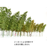 Bamboo Grove approx. 12-13cm 3 copies in : Kigusa Bunko Finished HO(1:80) T2