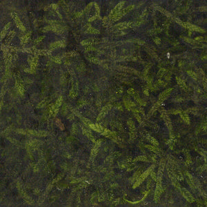 Moss Puri (Hime) Haigoke S : Solaru Non Scale kp020