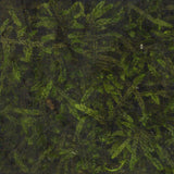 Moss Puri (Hime) Haigoke S : Solaru Non Scale kp020