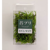 Moss prep: Nezumi-no-mogoke S : Solaru Non-scale kp022