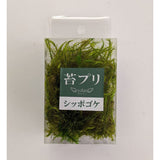 Moss Prickly Ash S : Soraaru 无鳞 kp024