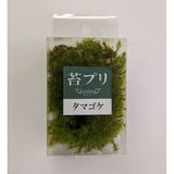 Moss Preserve Tamagoke Green S : Soraaru Non-scale kp025