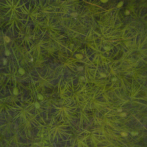 Moss Preserve Tamagoke Green S : Soraaru Non-scale kp025