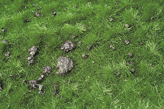 盛夏时有鼹鼠丘的草甸：缩影自然材料非比例 714-22