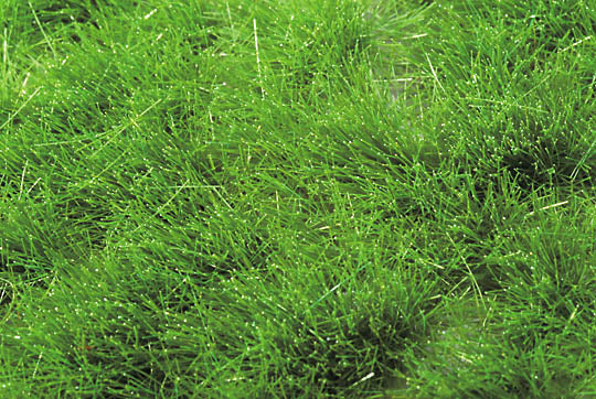 草丛 - 在盛夏：微型自然材料非比例 727-32