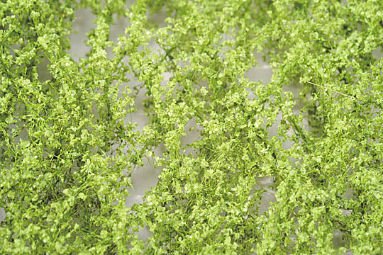 Ramas y hojas de haya (N) - Primavera brotante : Miniaturas Naturaleza Materiales Sin escala 920-11