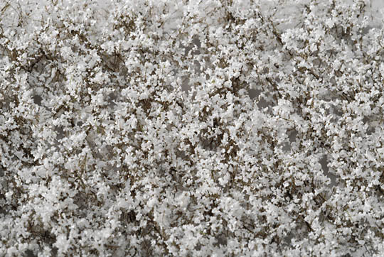 White plum blossom, Someiyoshino : Miniatures Nature Materials Non-scale 927-21