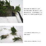 Bush B, stock type, height 40mm, olive green, 10 plants : Martin Uhlberg Non-scale WB-SBOL