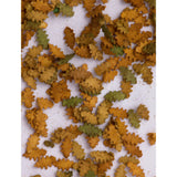 Material en polvo: hojas de roble (color otoñal): material MBR, sin escala 50-6007