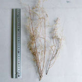Dried Flower Slim Tree : Sakatsuu Material Non-scale 1215