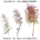 Una planta de flores holandesas secas: Sakatsu Kit - Sin escala 1216
