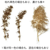 One plant of dried Dutch flowers : Sakatsu Kit - Non-scale 1216