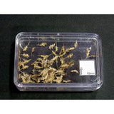 Conjunto de hojas muertas comidas por insectos: Realidad a escala: material de Fredericks, sin escala l3302