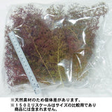 Super Tree Starter Kit (Dutch Dried Flowers) : Scenic Express Kit Non Scale 220