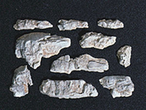 Molde de roca con partes expuestas de material forestal, sin escala C1230