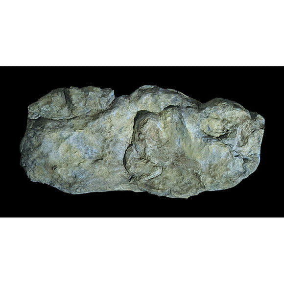 Molde de roca con partes expuestas de material forestal, sin escala C1242