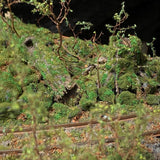 Forest Railway - fresh green and mossy fallen trees : Art Stage K Painted 1:87 scale HO Narrow