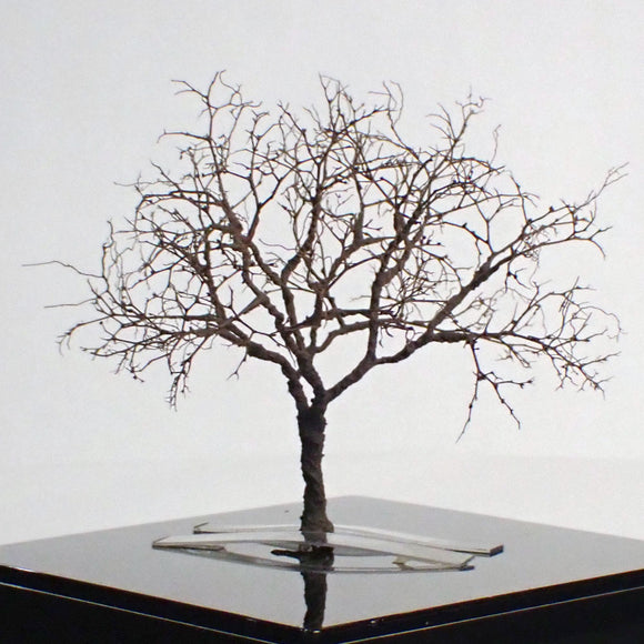完成的树模型“冬天的裸树约 7 厘米”：艺术阶段 K - 建模工作 - 非比例