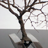 完成的树模型“冬天的裸树约 8 厘米”：艺术阶段 K - 建模工作 - 非比例