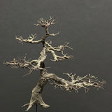 完成树模型“花园松树约 5 厘米”：艺术阶段 K - 建模工作 - 非比例